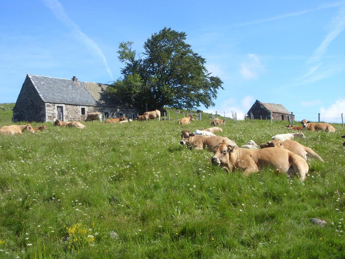 Chambres D'Hotes Le Lepadou-Bas Saint-Chély-dʼAubrac Eksteriør billede